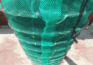 扇贝笼的颜色有哪些要求(图1)