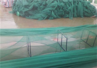 海湾扇贝笼养殖的注意事项(图1) 海湾扇贝笼养殖的注意事项(图1)